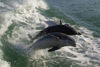 Picture of Dolphin Racer Speedboat Adventure